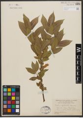 Foto von Salix syrticola Fernald